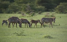 vignette Tanzanie_2015_0146.jpg 