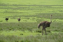 vignette Tanzanie_2015_0218.jpg 