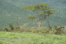 vignette Tanzanie_2015_0222.jpg 