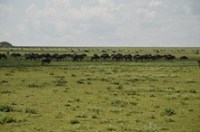 vignette Tanzanie_2015_0230.jpg 