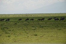 vignette Tanzanie_2015_0232.jpg 