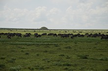 vignette Tanzanie_2015_0235.jpg 