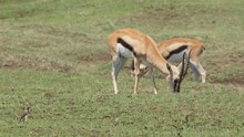 vignette Tanzanie_2015_0260.jpg 