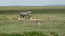 vignette Tanzanie_2015_0287.jpg 