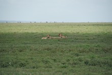 vignette Tanzanie_2015_0292.jpg 