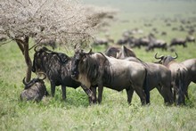 vignette Tanzanie_2015_0323.jpg 