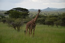 vignette Tanzanie_2015_0368.jpg 