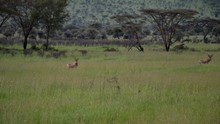 vignette Tanzanie_2015_0374.jpg 