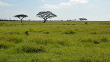 vignette Tanzanie_2015_0392.jpg 