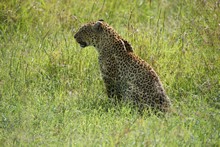 vignette Tanzanie_2015_0416.jpg 
