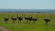 vignette Tanzanie_2015_0459.jpg 