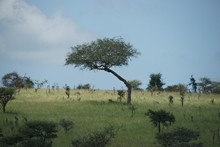 vignette Tanzanie_2015_0472.jpg 