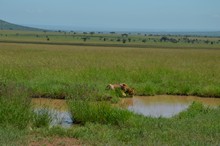 vignette Tanzanie_2015_0482.jpg 