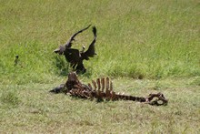 vignette Tanzanie_2015_0505.jpg 