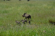 vignette Tanzanie_2015_0539.jpg 