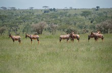 vignette Tanzanie_2015_0541.jpg 