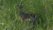 vignette Tanzanie_2015_0597.jpg 