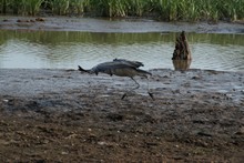 vignette Tanzanie_2015_0604.jpg 