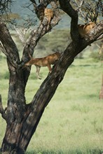 vignette Tanzanie_2015_0668.jpg 