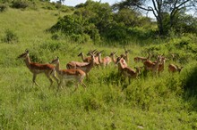 vignette Tanzanie_2015_0683.jpg 