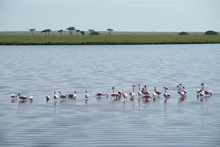 vignette Tanzanie_2015_0690.jpg 