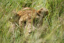 vignette Tanzanie_2015_0723.jpg 