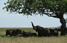 vignette Tanzanie_2015_0757.jpg 