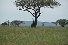 vignette Tanzanie_2015_0765.jpg 