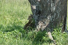 vignette Tanzanie_2015_0772.jpg 