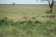 vignette Tanzanie_2015_0783.jpg 