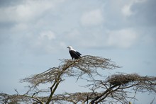 vignette Tanzanie_2015_0785.jpg 