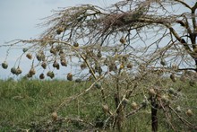 vignette Tanzanie_2015_0789.jpg 