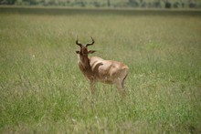 vignette Tanzanie_2015_0798.jpg 