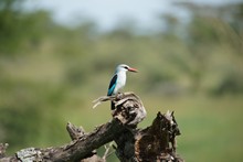 vignette Tanzanie_2015_0805.jpg 