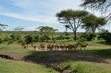 vignette Tanzanie_2015_0808.jpg 