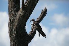 vignette Tanzanie_2015_0821.jpg 