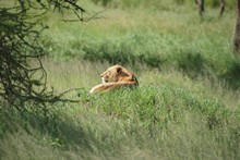 vignette Tanzanie_2015_0830.jpg 