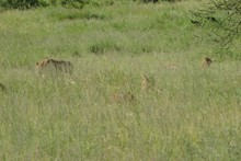 vignette Tanzanie_2015_0832.jpg 