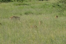 vignette Tanzanie_2015_0832.jpg 