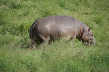 vignette Tanzanie_2015_0840.jpg 