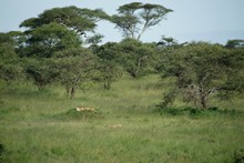 vignette Tanzanie_2015_0841.jpg 