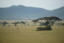 vignette Tanzanie_2015_0850.jpg 