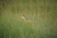 vignette Tanzanie_2015_0851.jpg 