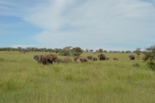 vignette Tanzanie_2015_0940.jpg 