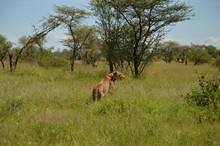 vignette Tanzanie_2015_0980.jpg 