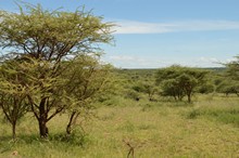 vignette Tanzanie_2015_0989.jpg 