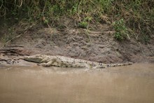 vignette Tanzanie_2015_1046.jpg 