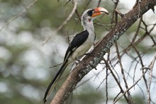 vignette Tanzanie_2015_1084.jpg 