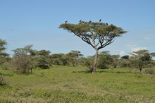 vignette Tanzanie_2015_1177.jpg 