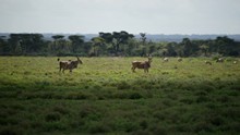 vignette Tanzanie_2015_1228.jpg 